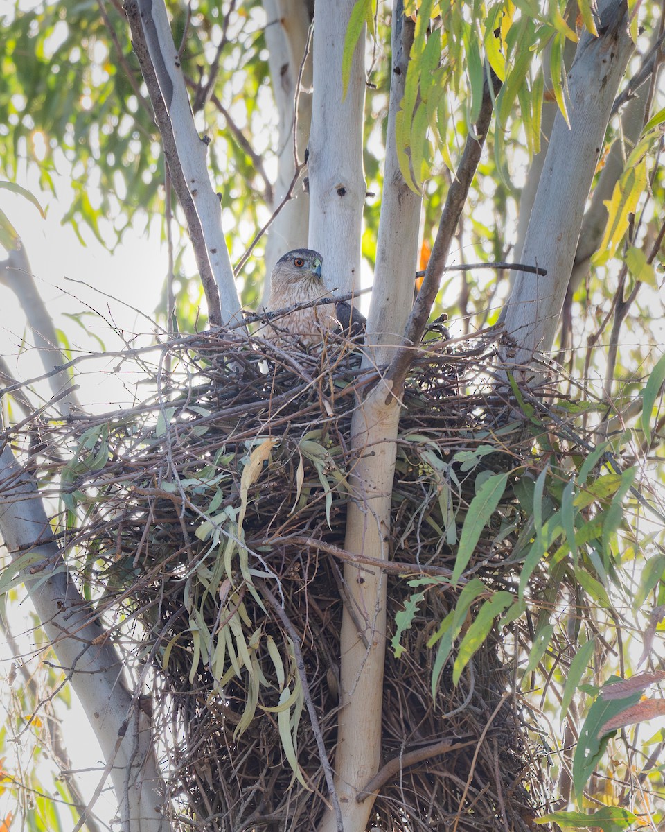 Cooper's Hawk - ML652146480