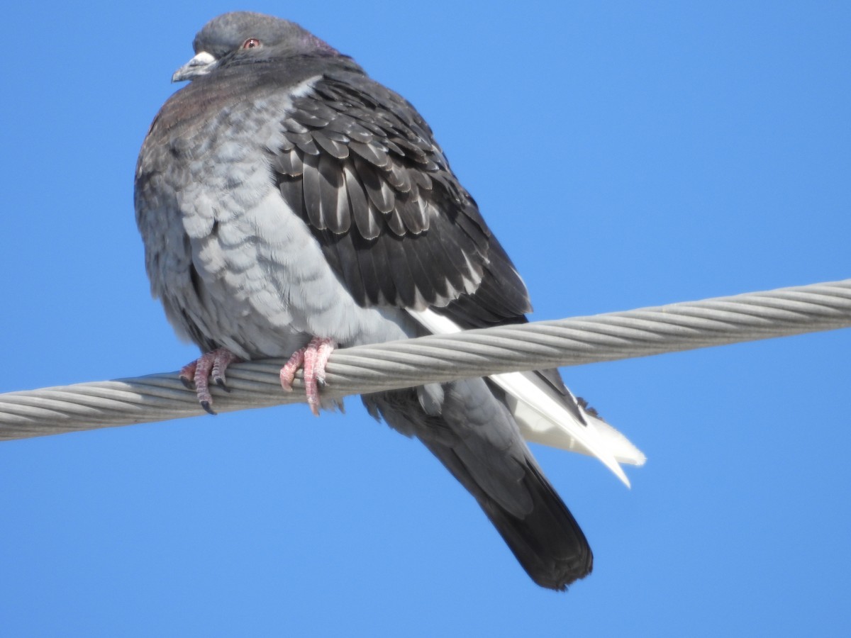 Сизый голубь (Одомашненного типа) - ML652146539