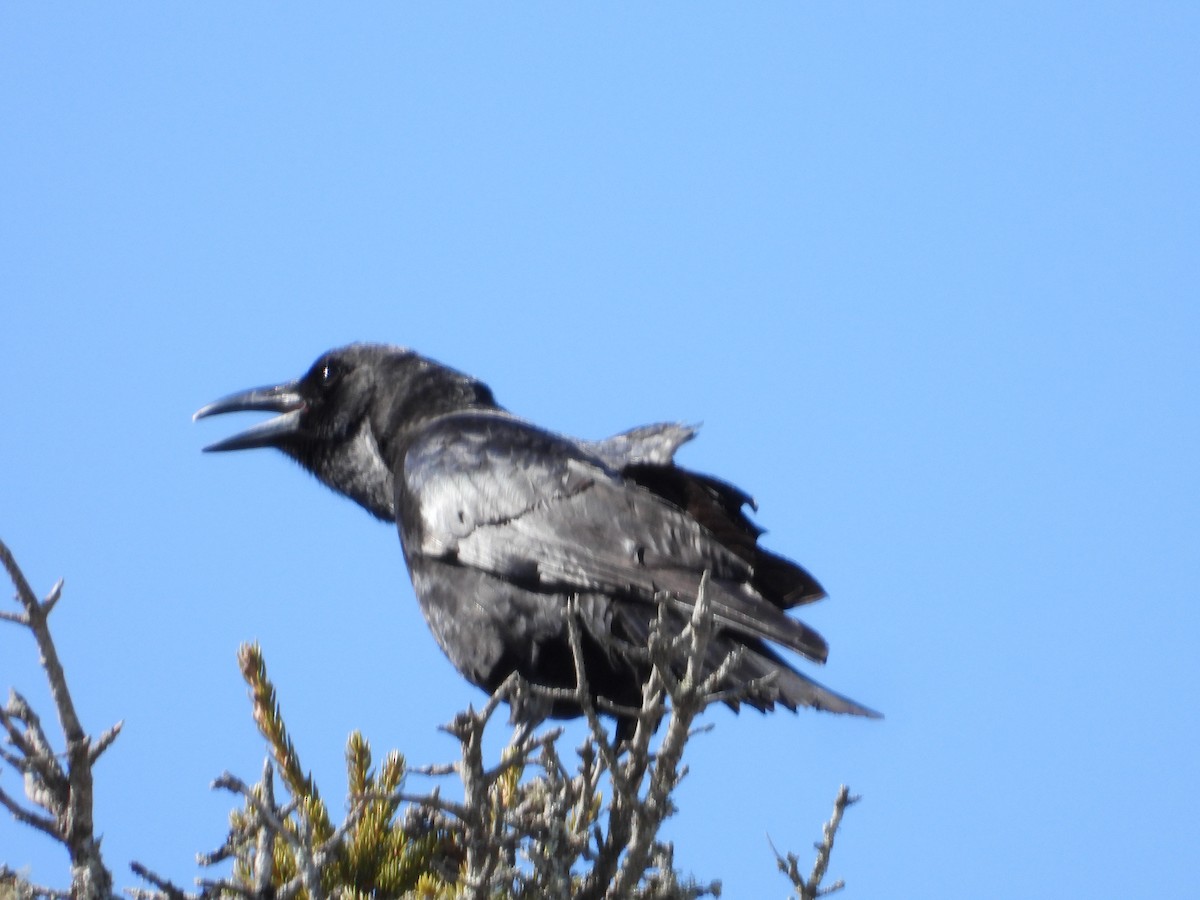 Американская ворона - ML652146543