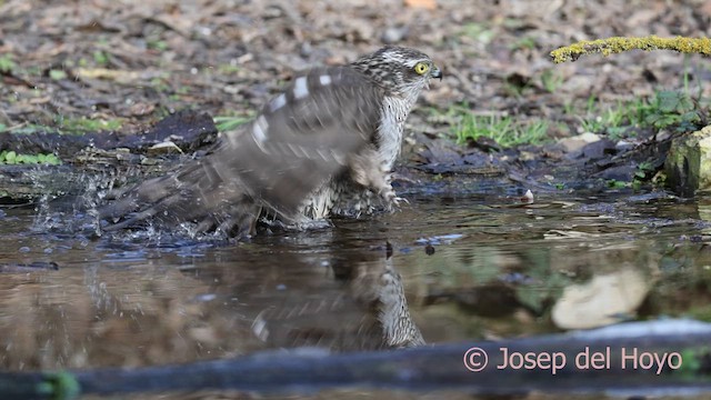 Gavilán Común - ML652146553
