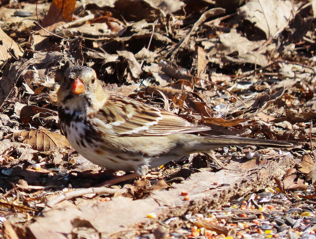 eBird Checklist - 4 Mar 2026 - Supple Marsh - 9 species