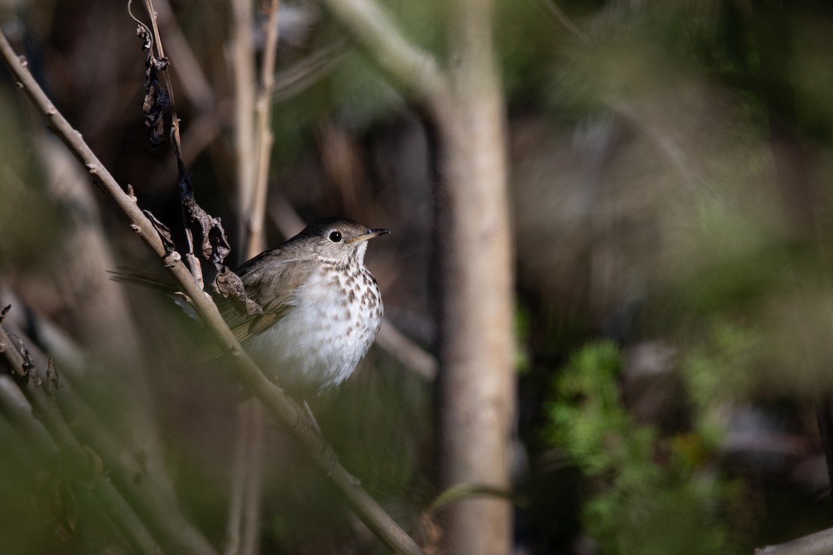 Hermit Thrush - ML652146765