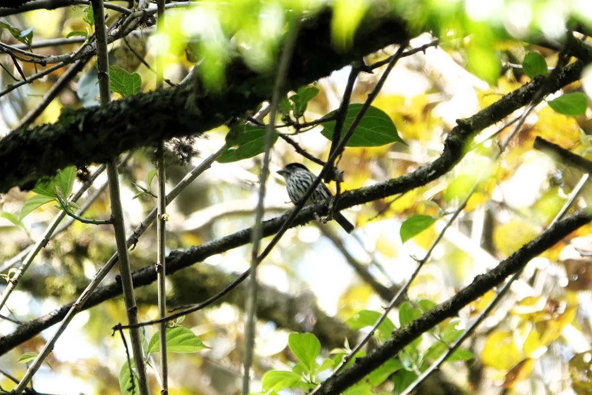 African Broadbill - ML652146866