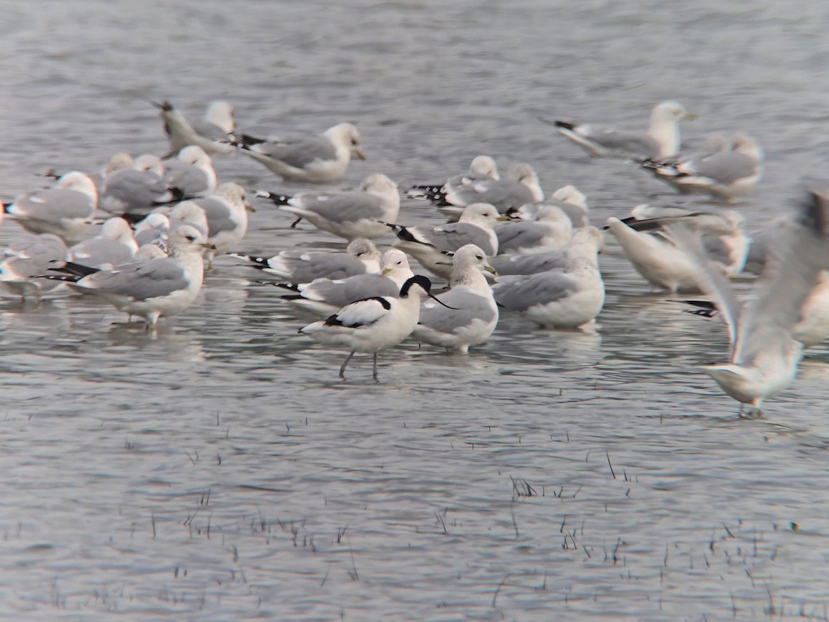 Abozeta kaskabeltza - ML652146898