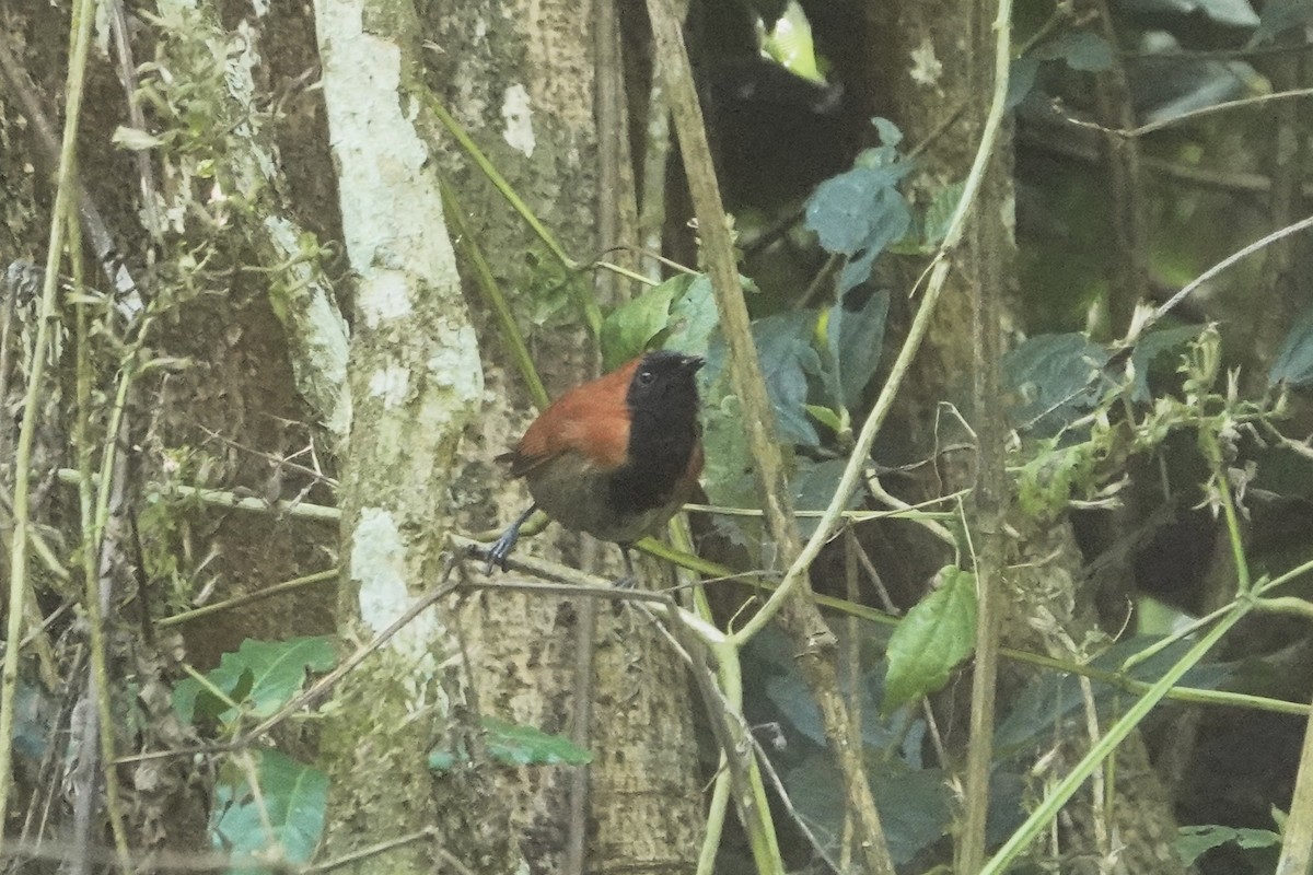 Black-faced Rufous-Warbler - ML652147014