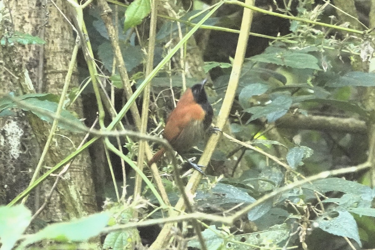Black-faced Rufous-Warbler - ML652147057
