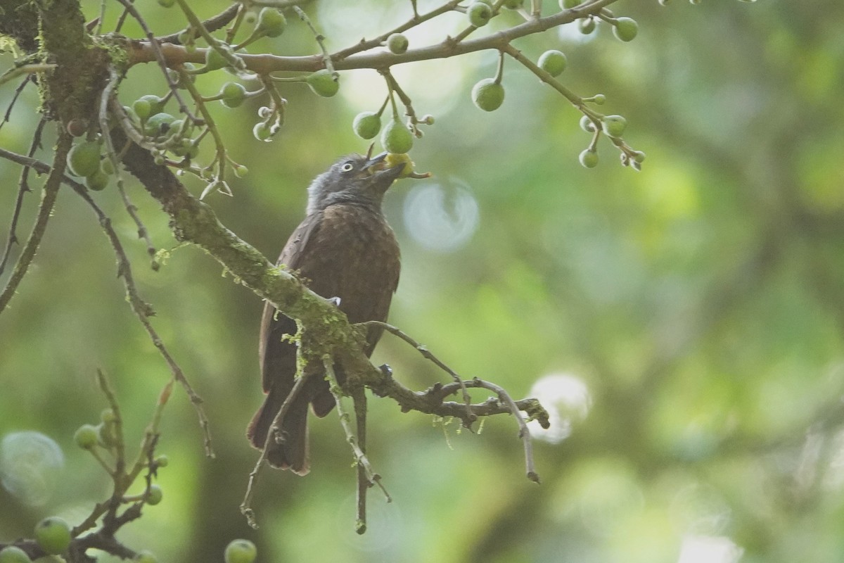 Gray-throated Barbet - ML652147167