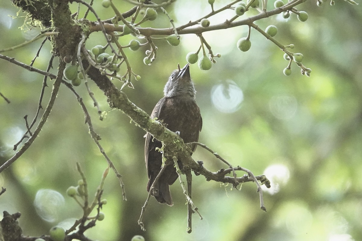 Gray-throated Barbet - ML652147168