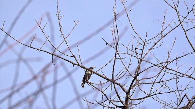 Storno - ML652147244