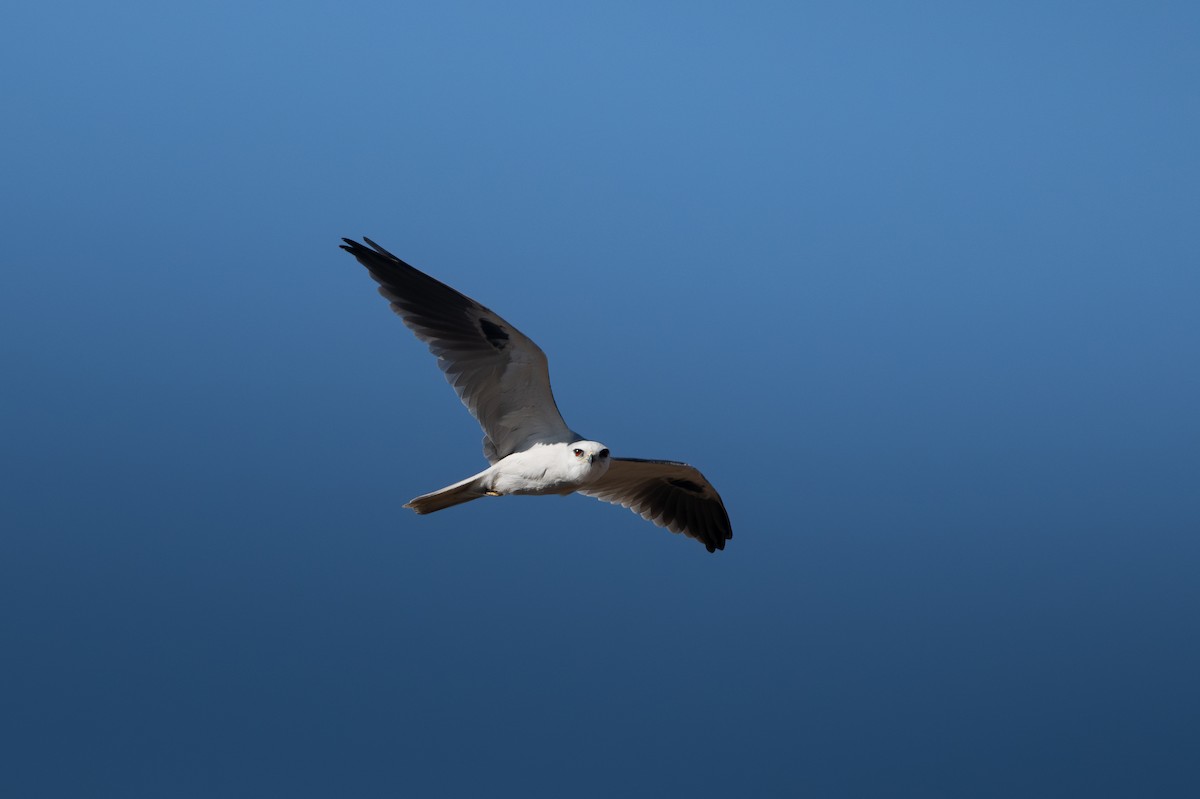 White-tailed Kite - ML652147378