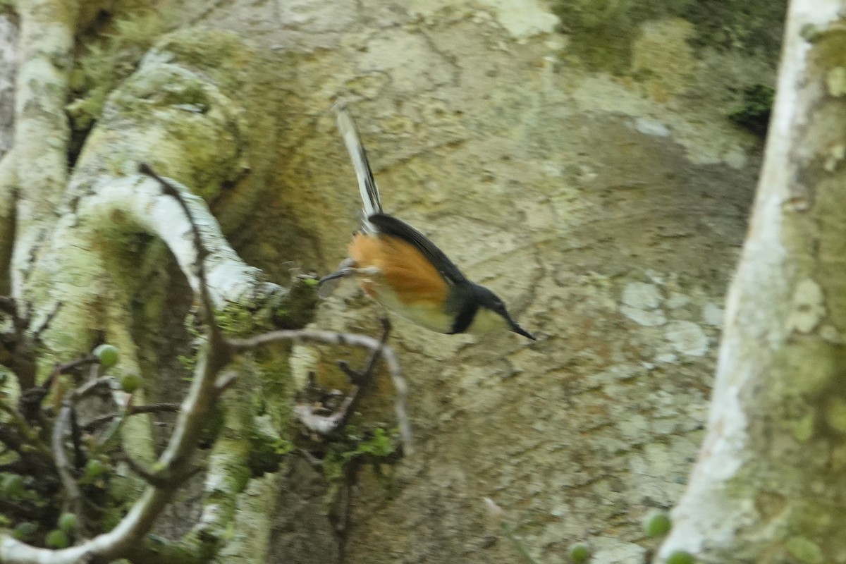 Black-collared Apalis - ML652147419