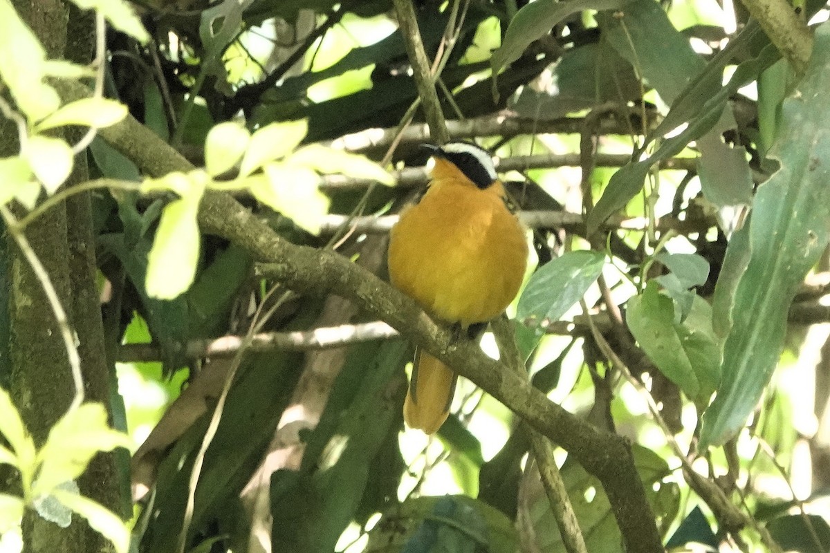 White-browed Robin-Chat - ML652147453