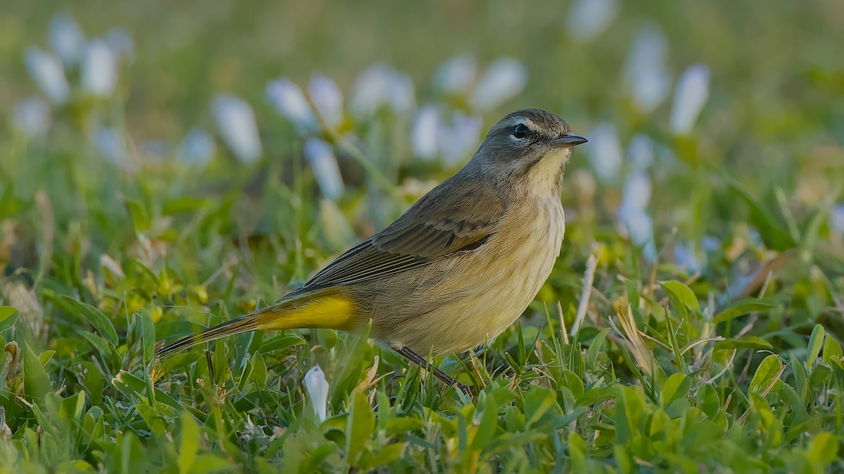 ヤシアメリカムシクイ - ML652147648