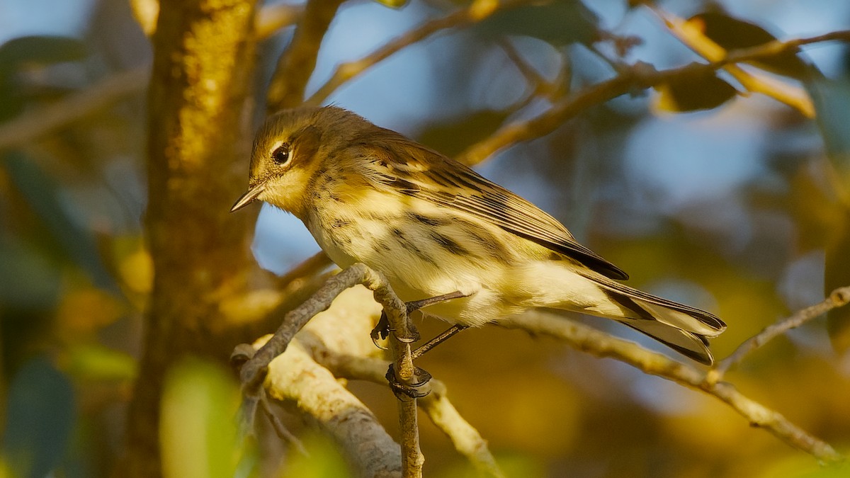 キヅタアメリカムシクイ - ML652147675