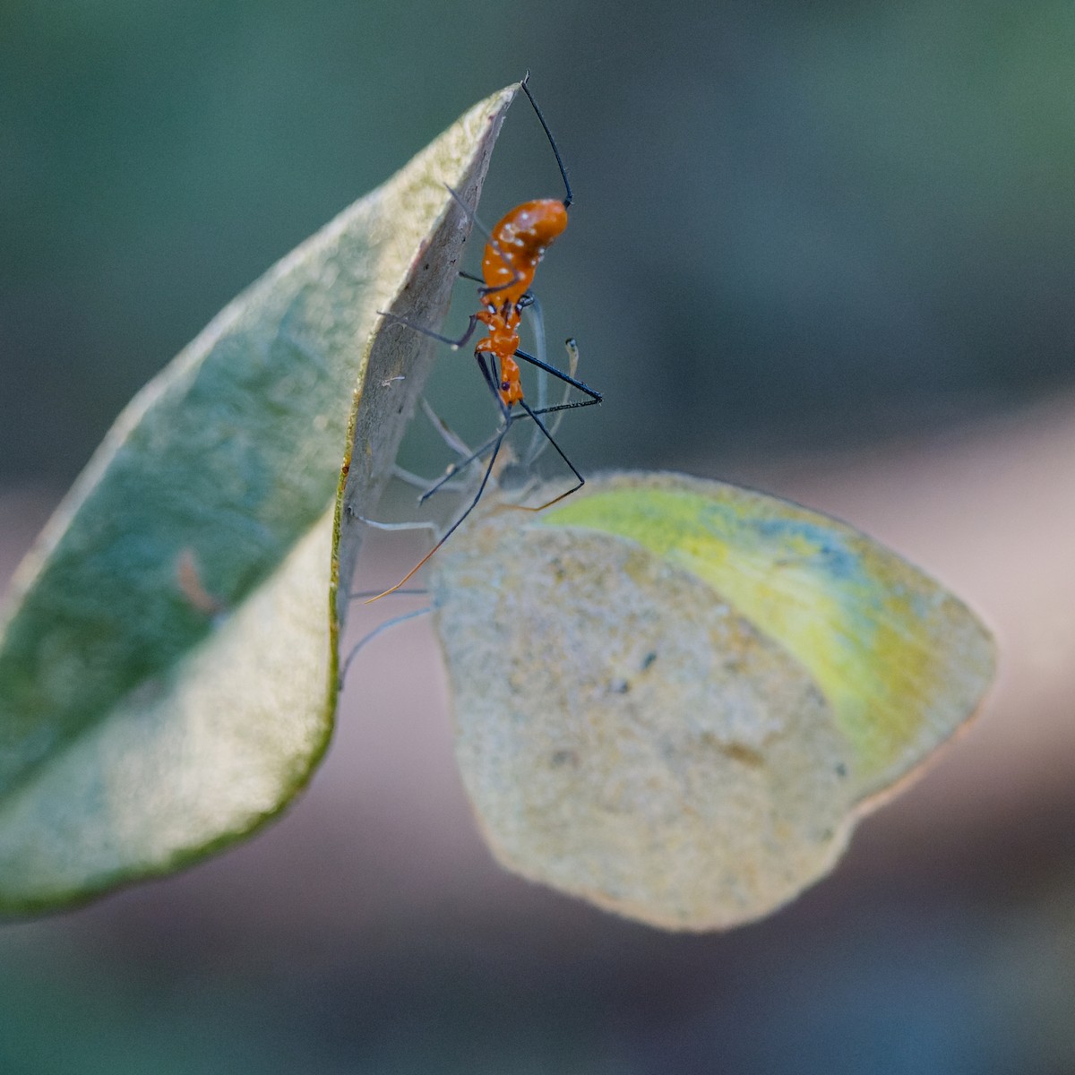 Milkweed Assassin Bug - ML652147725