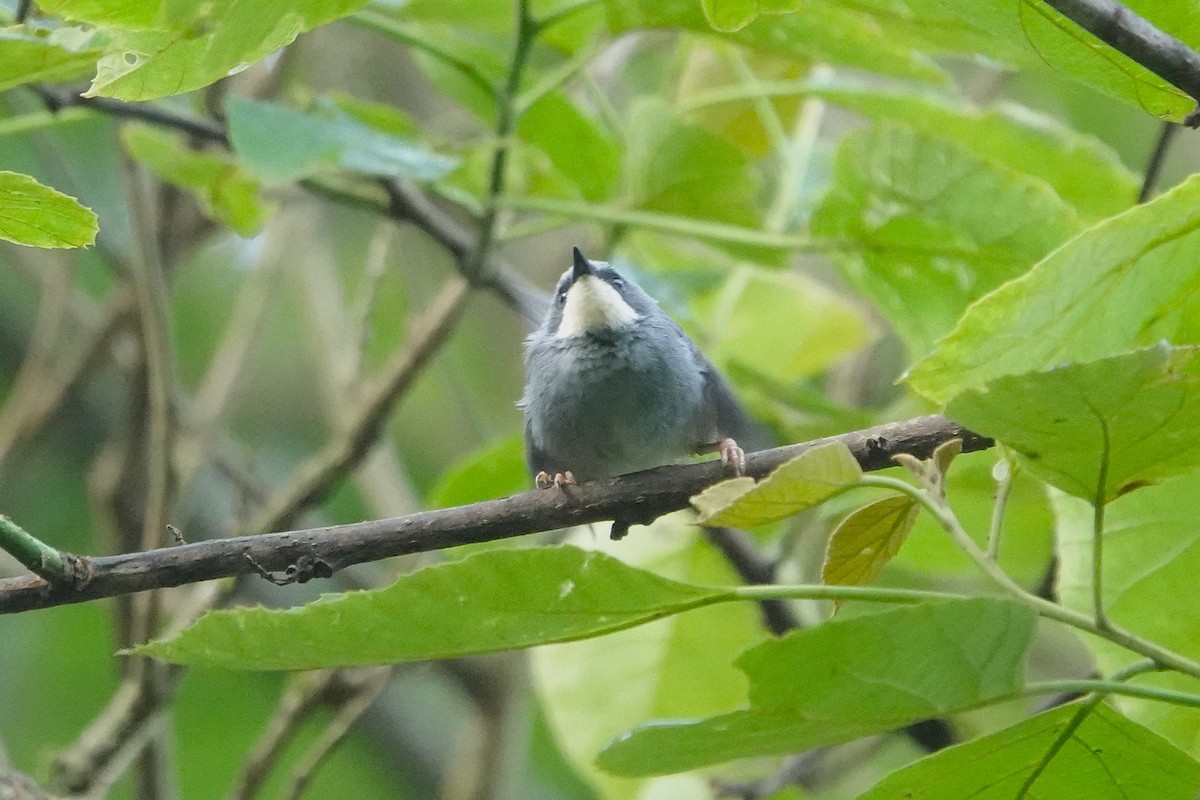 White-chinned Prinia - ML652147747