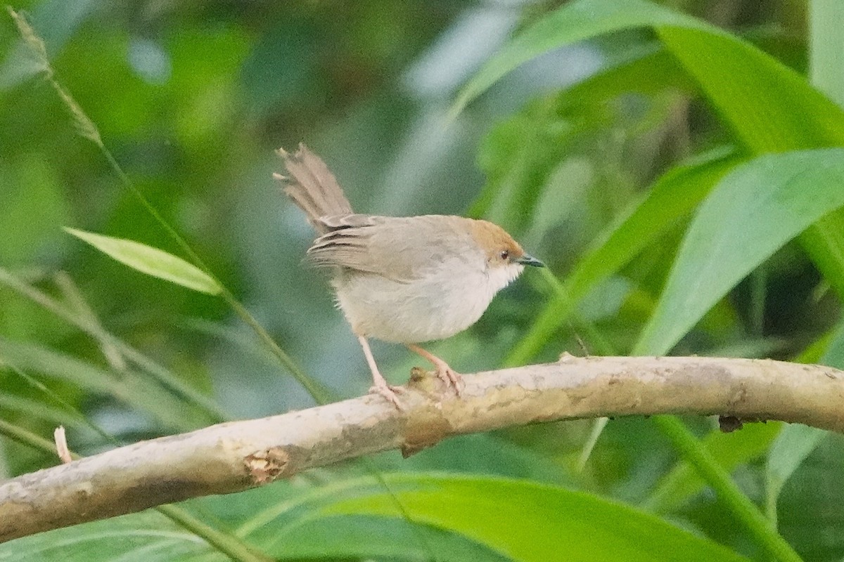 Chubb's Cisticola - ML652147831
