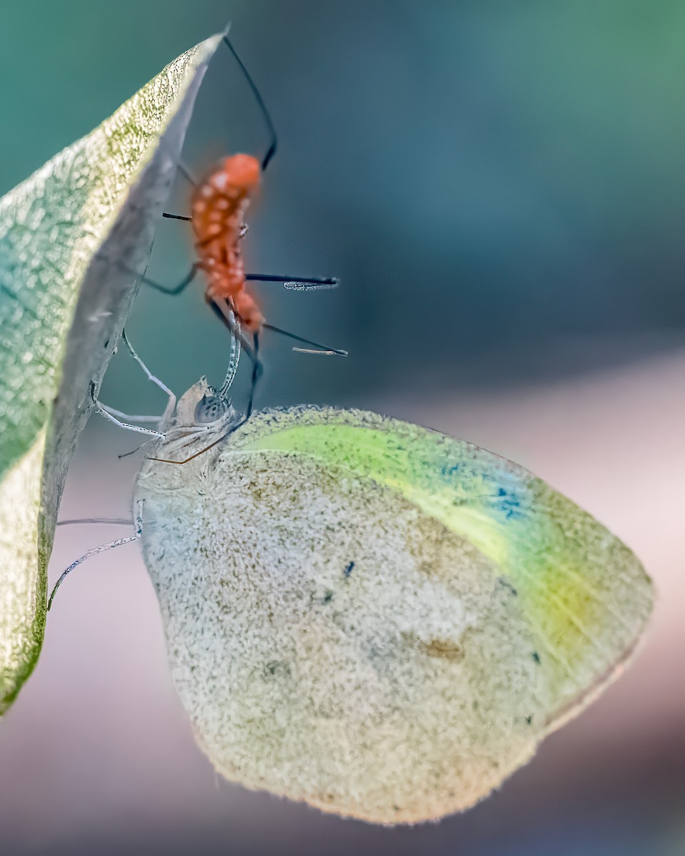 Barred Yellow - ML652147880