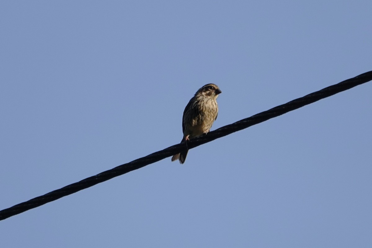 Streaky Seedeater - ML652148018