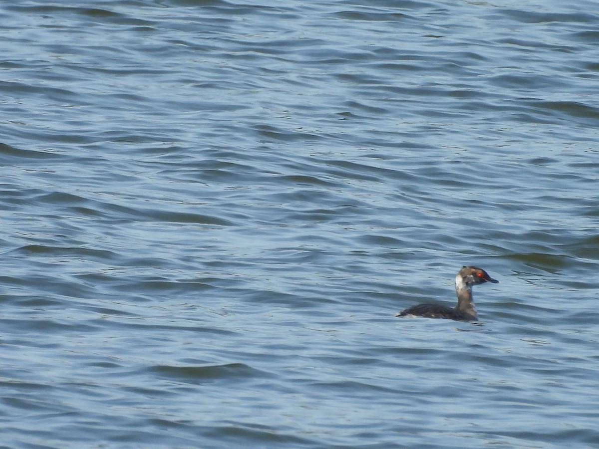 טבלן לבן-לחיים - ML652148170