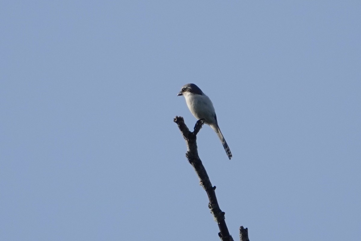 Mackinnon's Shrike - ML652148407