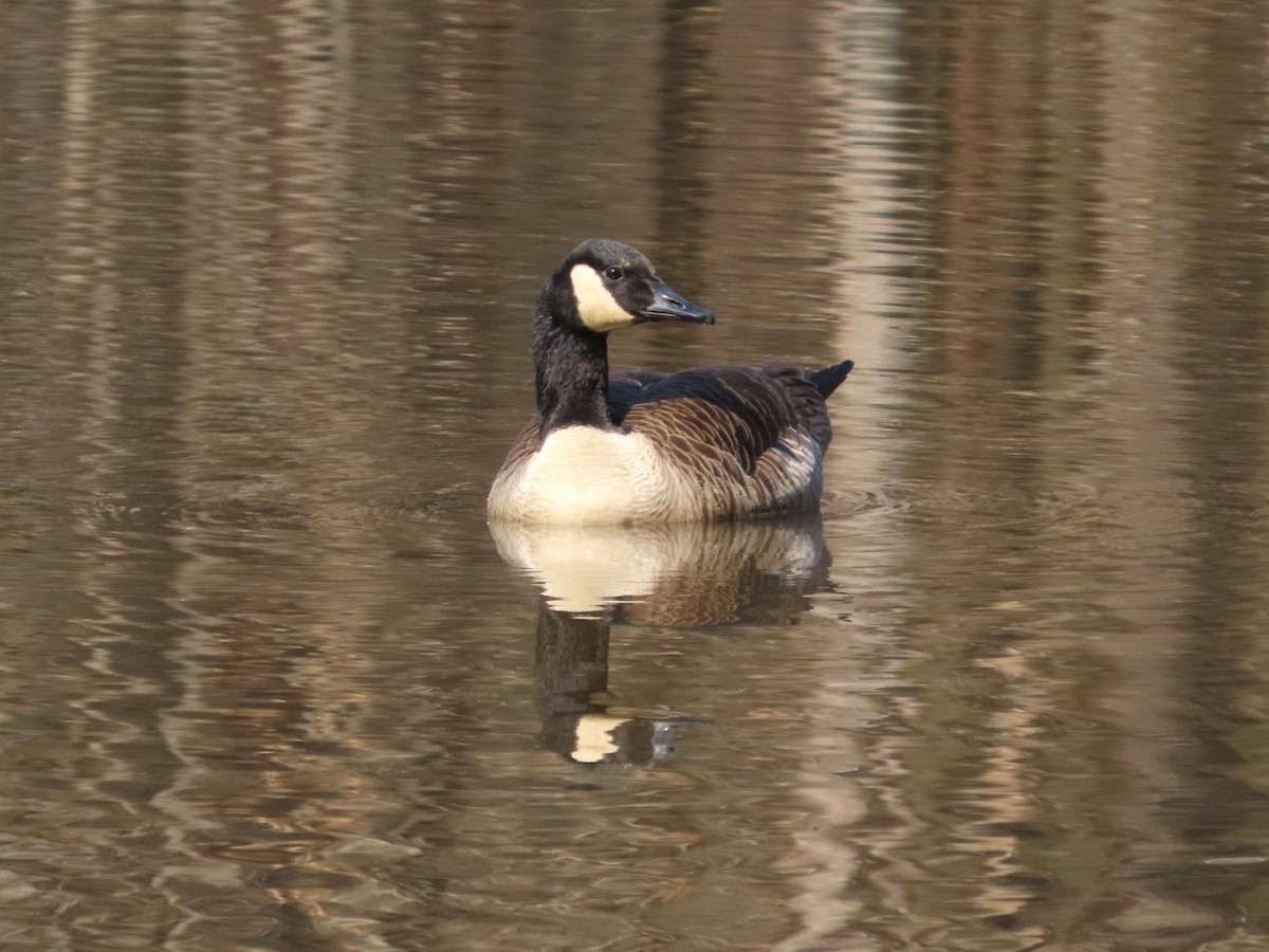 Canada Goose - ML652148418