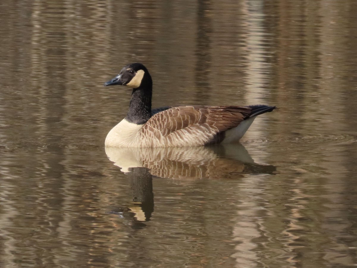 Canada Goose - ML652148419