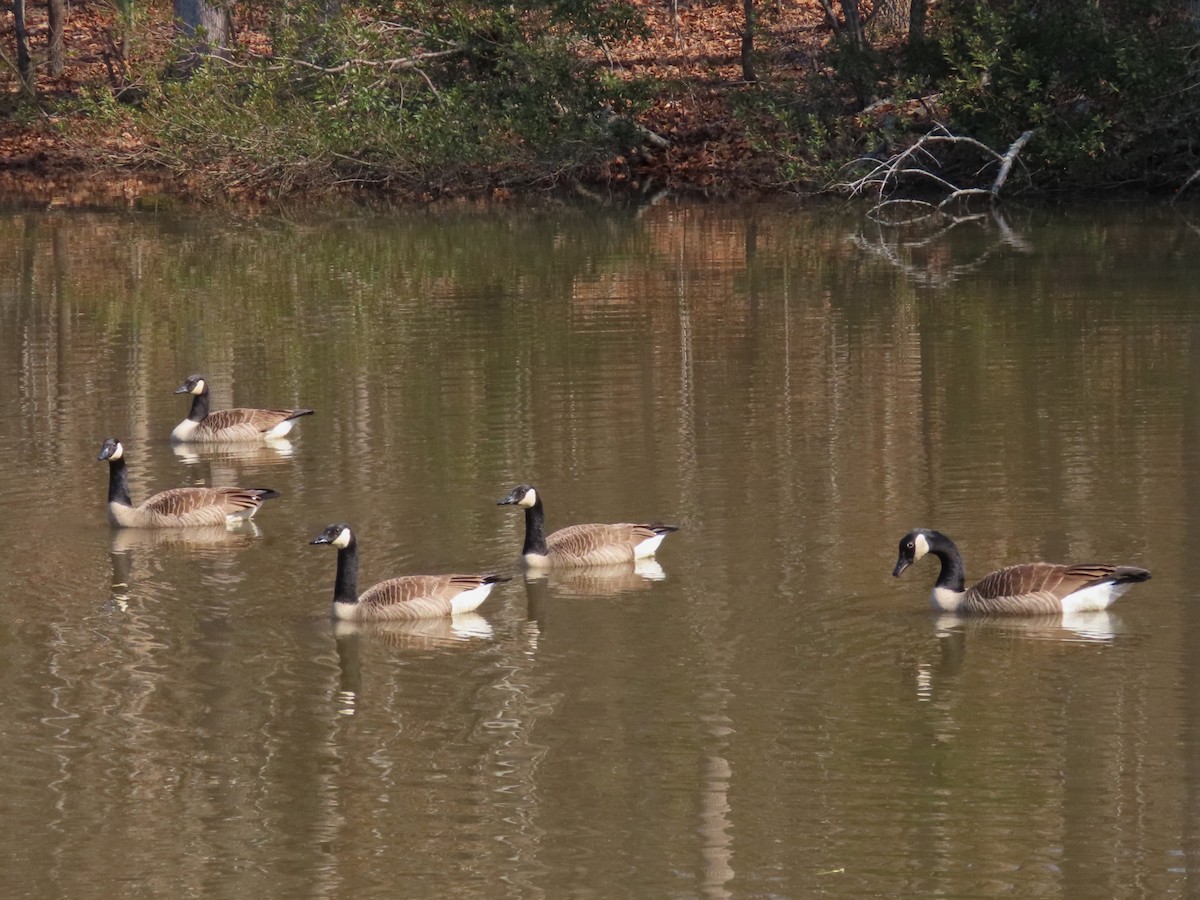 Canada Goose - ML652148420