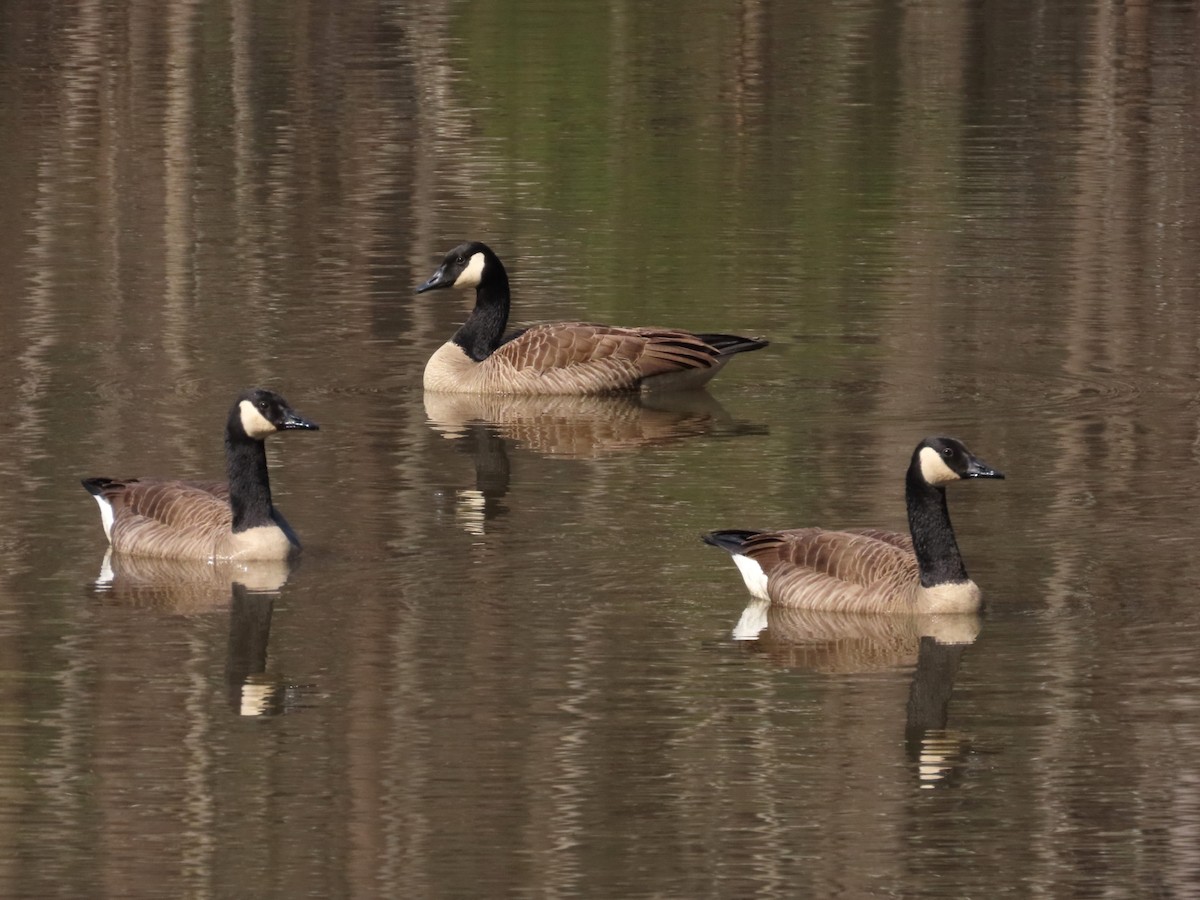 Canada Goose - ML652148421