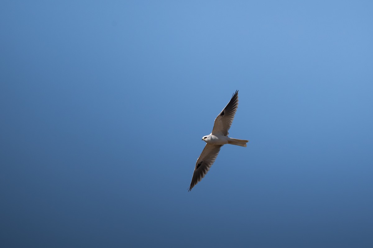 White-tailed Kite - ML652148486