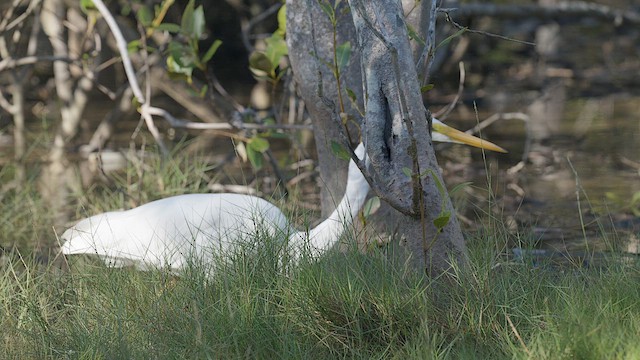 Great Egret - ML652148604
