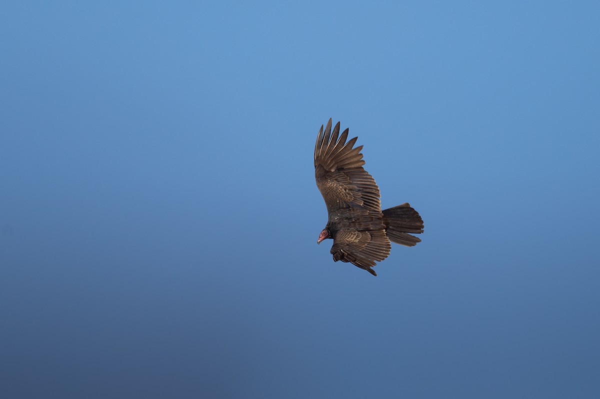 Turkey Vulture - ML652149070