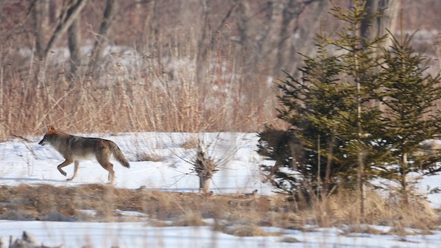 Coyote - ML652149082