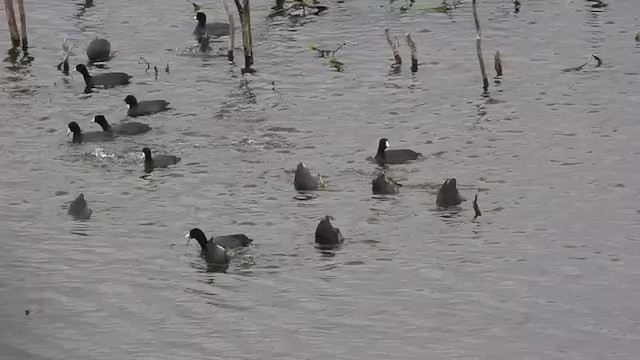 American Coot - ML652149158