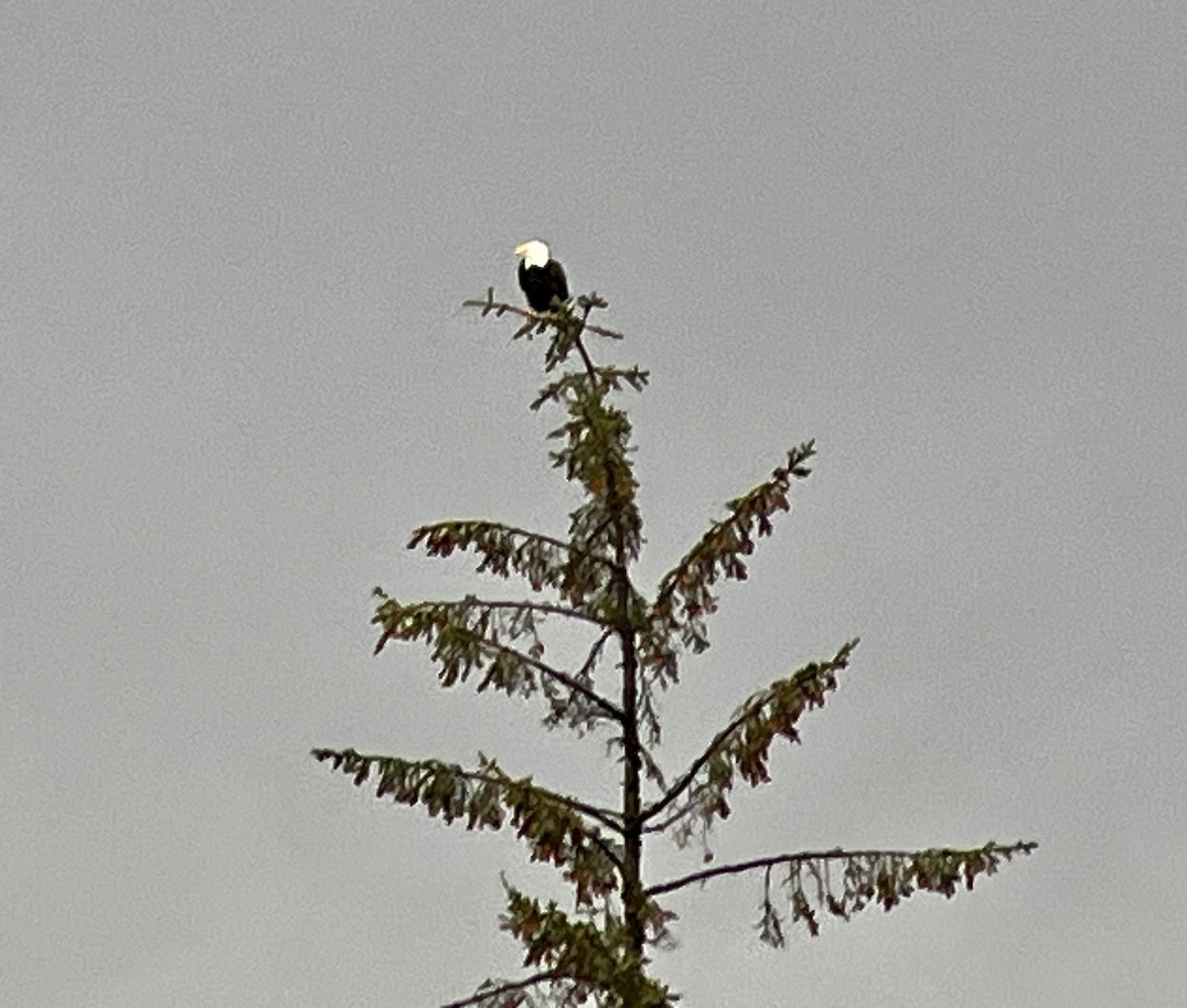 Bald Eagle - ML652149465