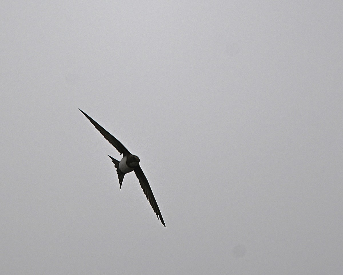 シロハラアマツバメ - ML652150325