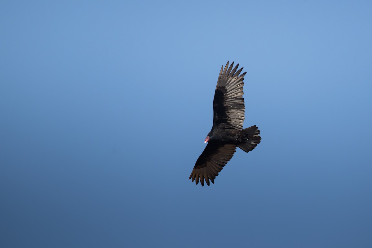 Turkey Vulture - ML652150408