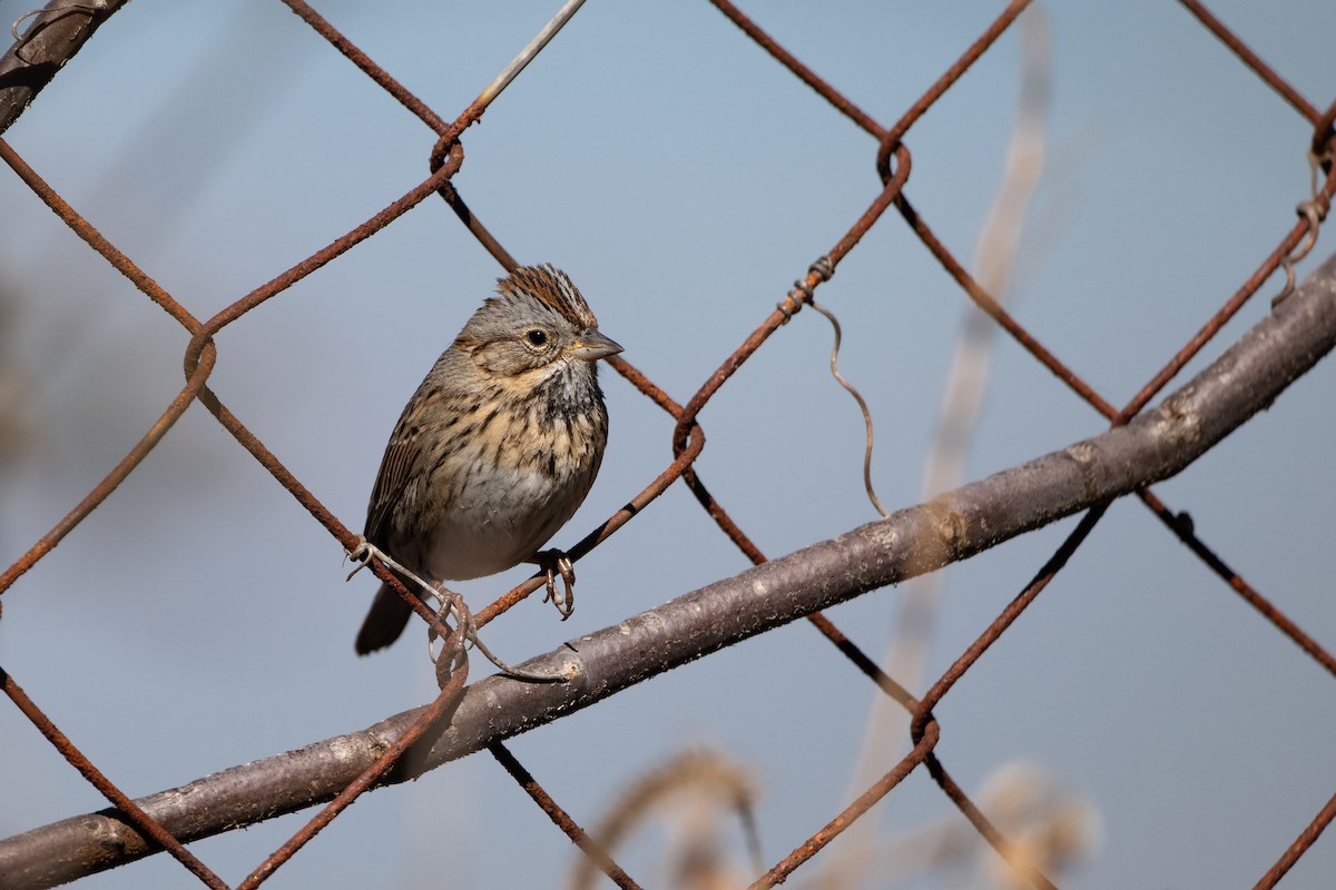 Lincoln's Sparrow - ML652150461