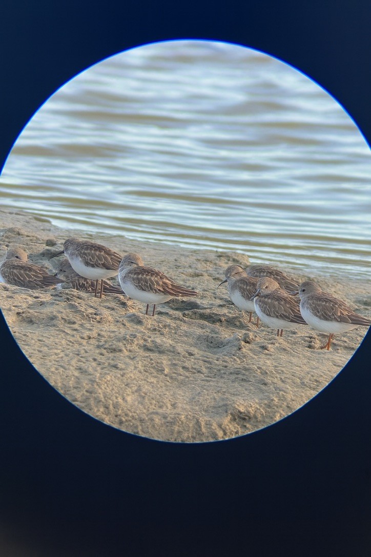 Alaska Kumkuşu - ML652150522