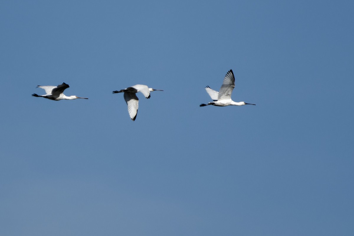 Косар білий - ML652150672