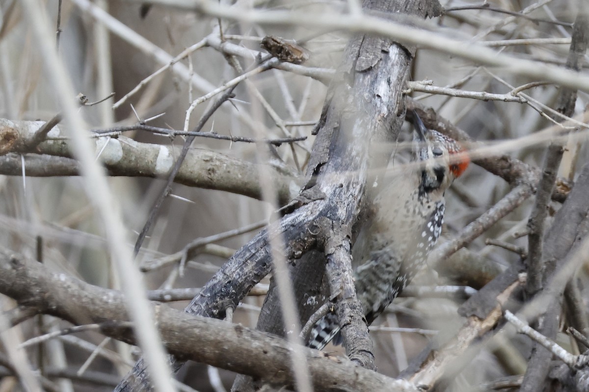 Ladder-backed Woodpecker - ML652150817
