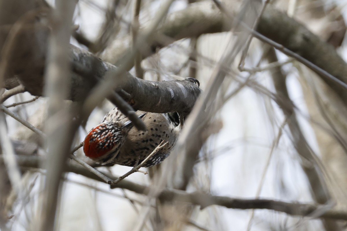 Ladder-backed Woodpecker - ML652150823