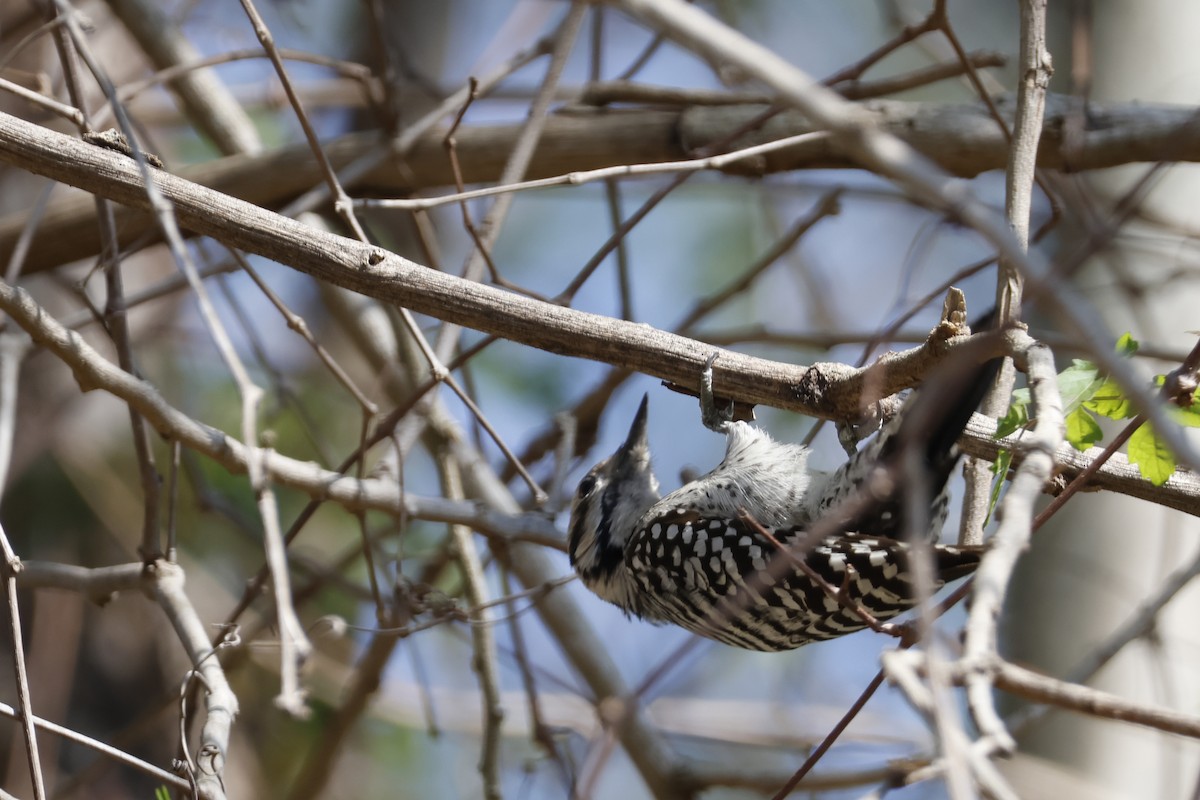 Ladder-backed Woodpecker - ML652151242
