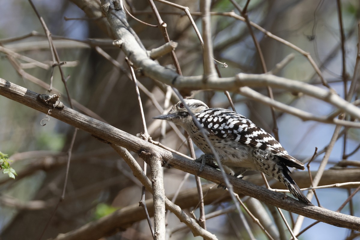 Ladder-backed Woodpecker - ML652151243