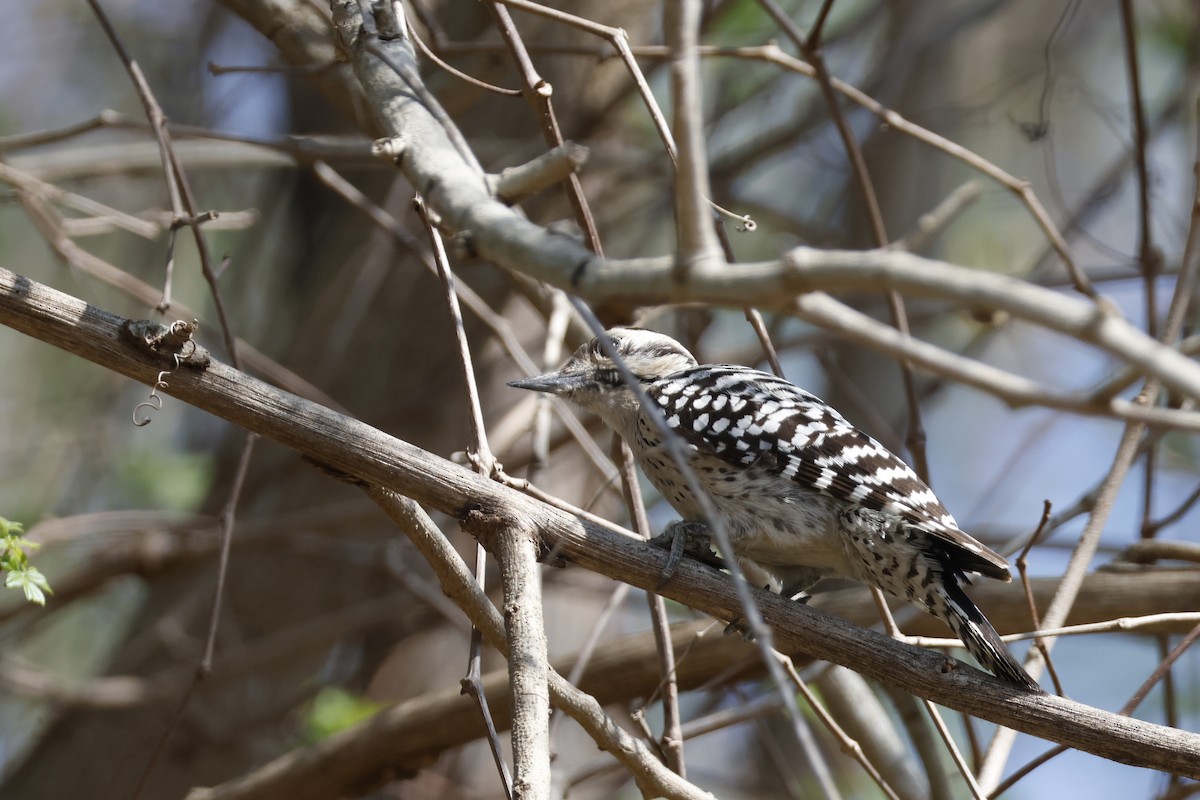 Ladder-backed Woodpecker - ML652151247