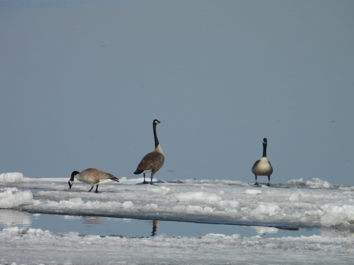 Canada Goose - ML652151276