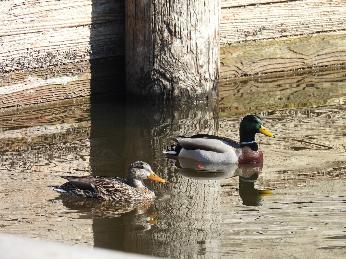 Mallard - ML652151309