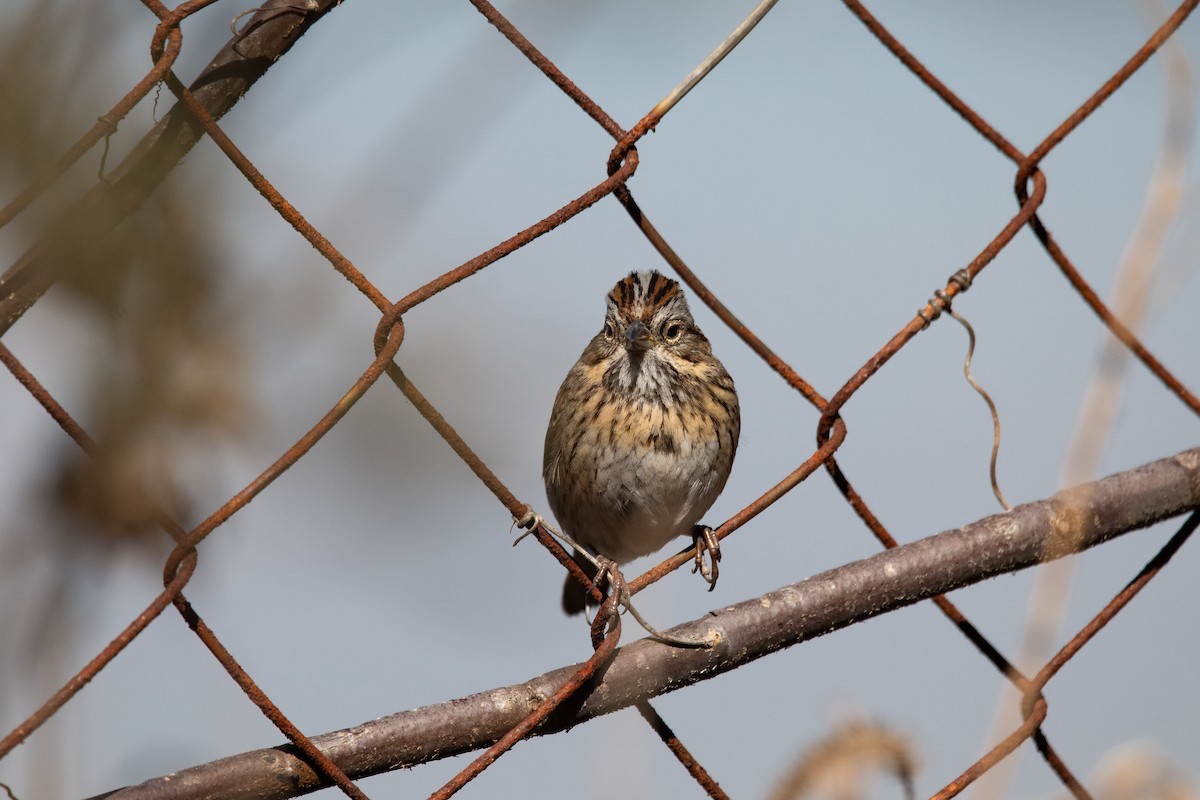 Lincoln's Sparrow - ML652151344