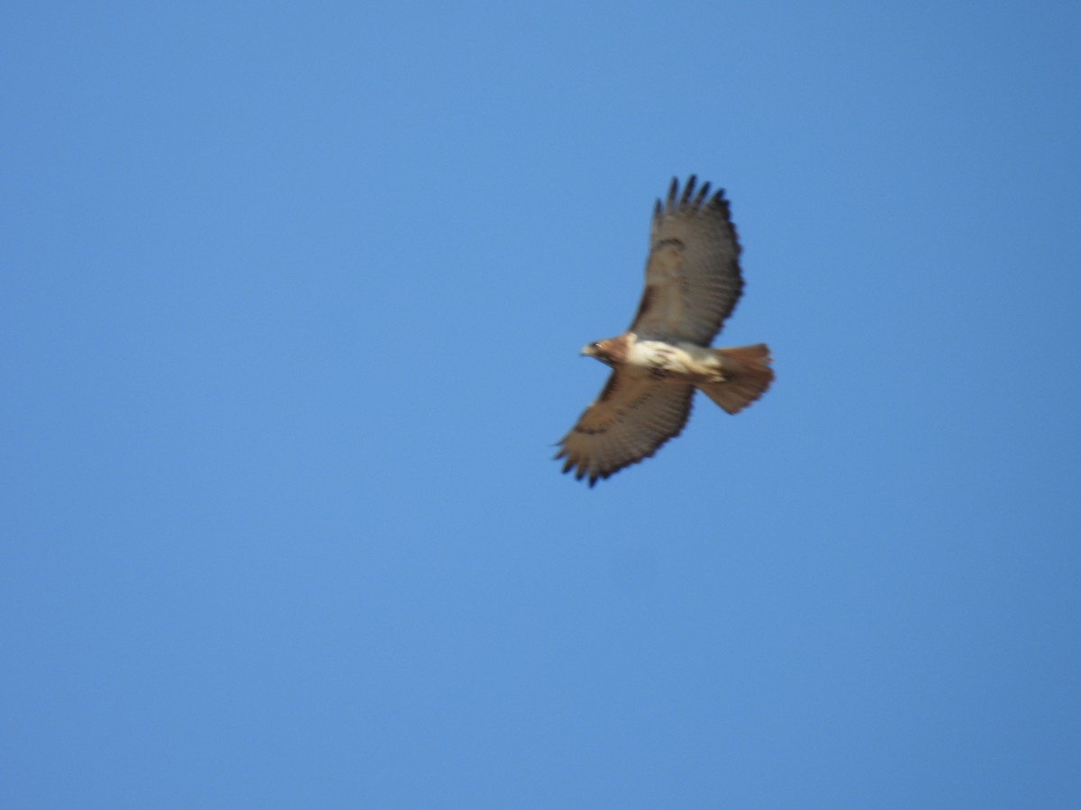 Red-tailed Hawk - ML652151442