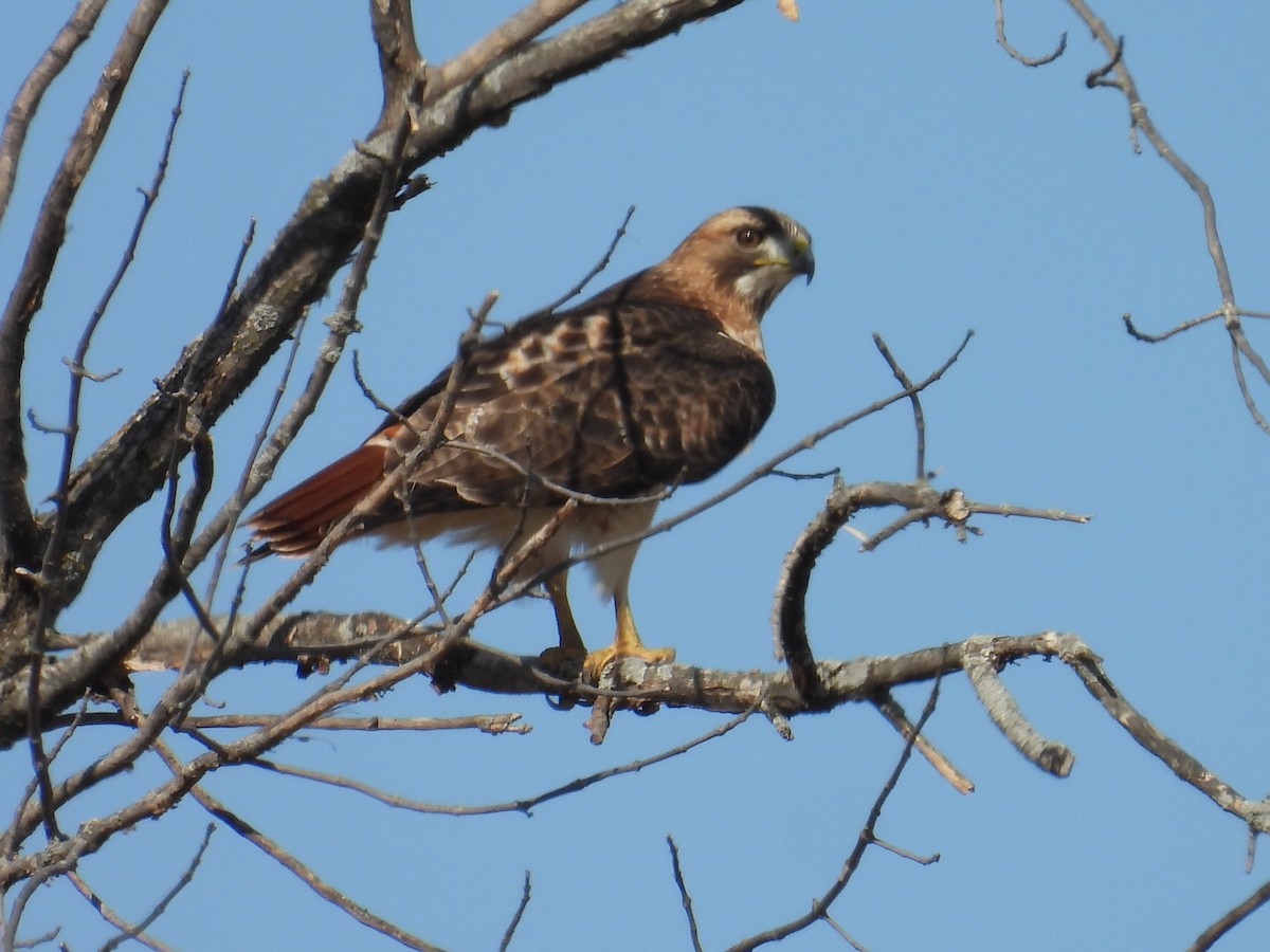 Red-tailed Hawk - ML652151443